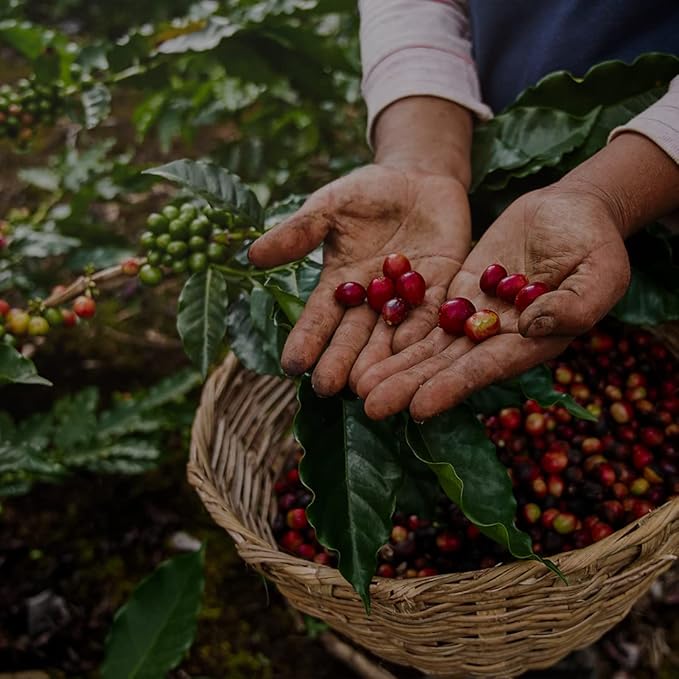 V Vescovi 100% Arabica Ground Espresso – Medium Roast Italian Coffee – For Moka, French Press & Pour Over – 8.8 oz (250g)